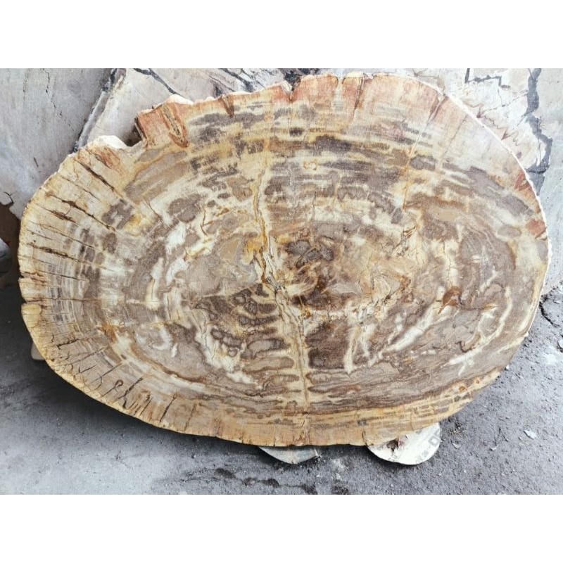Daun Meja Batu Fosil Kayu