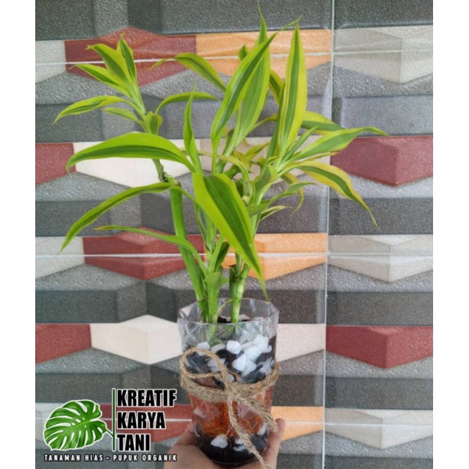 Bambu hoki golden tanaman hidup di air - Bambu hoki golden