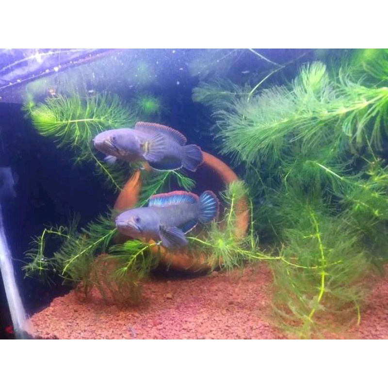 CHANA LIMBATA PAIR PROVEN(ANAKAN BANYAK)GRADE A++