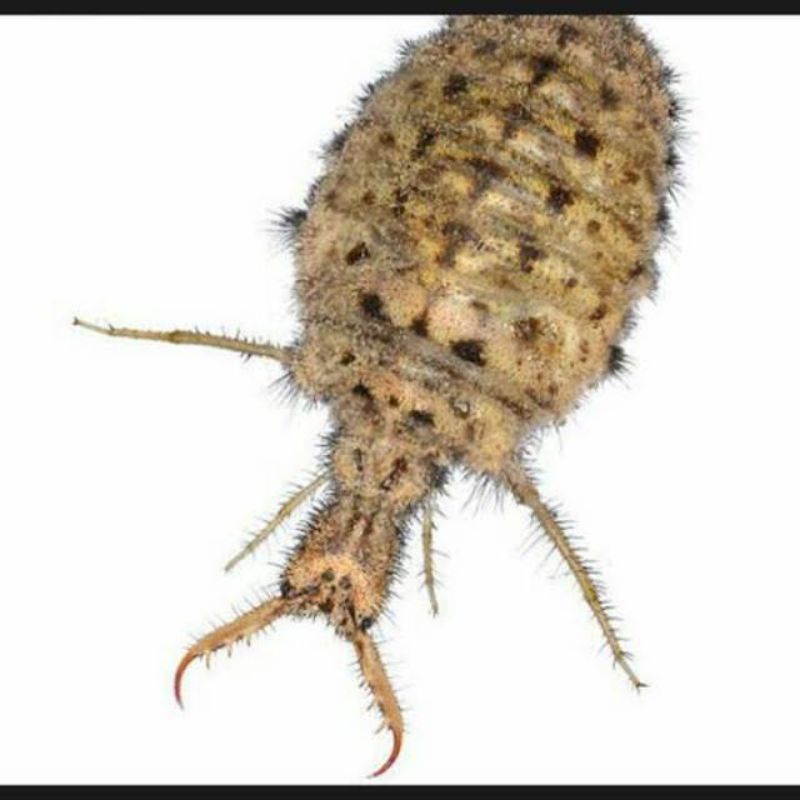 undur undur hidup 20 ekor hidup undur undur