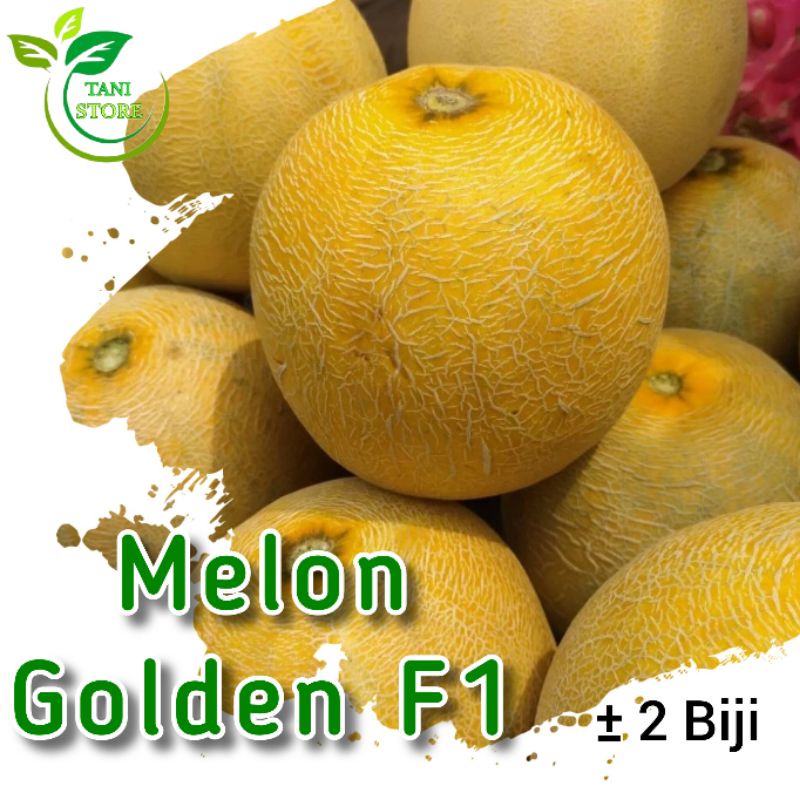 ±2 Biji benih melon golden_bibit buah melon_melon golden