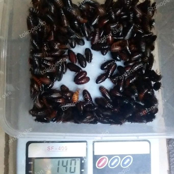 [Bayar DiTempat] Kecoa batu Kecoa Tanah Terkelak Menje Coro Ceremende