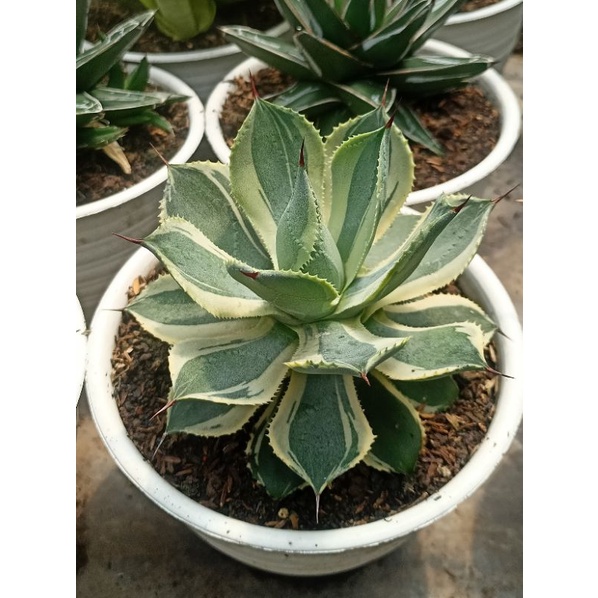 Agave Tradewinds Jumbo