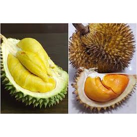 

durian
