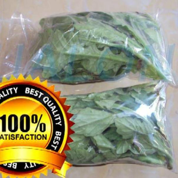 

(P-D2D-㊚) daun dewa segar asli organik 100gram bukan tapak liman tanpa pestisida pasti dikirim