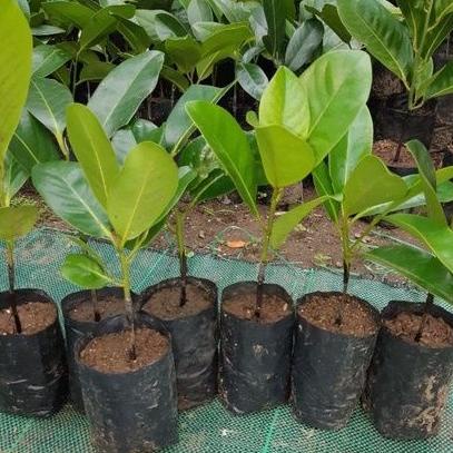 ➲ Bibit Buah Black Sapote / Sawo Hitam ⍈