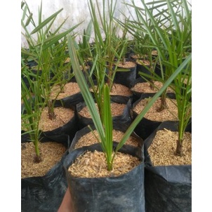 Bibit Kurma Super Murah Kualitas Unggulan