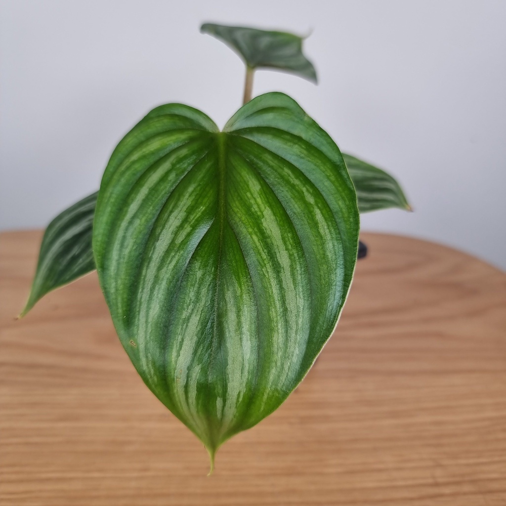 tanaman hias  philodendron plowmanii round form