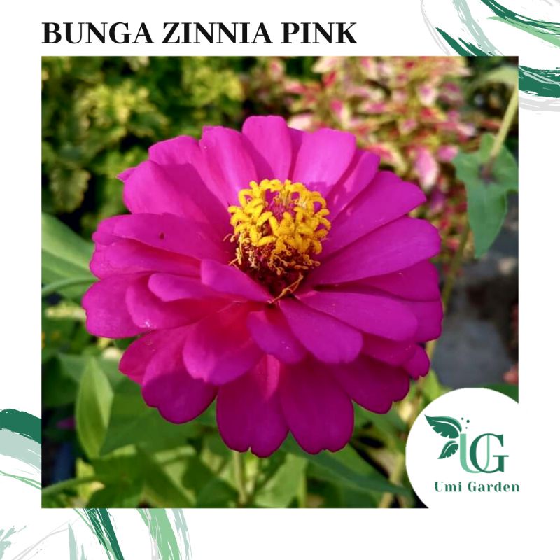 50 Biji Benih Bunga Zinnia Pink Tanaman Hias Kembang Kertas