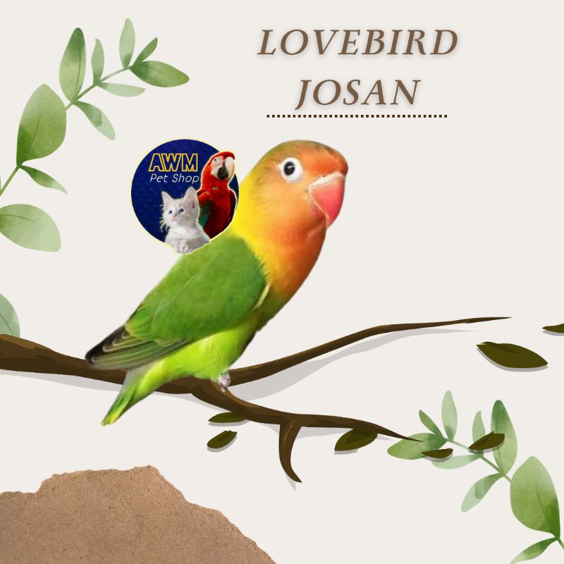 BURUNG LOVEBIRD JOSAN HIJAU STANDAR