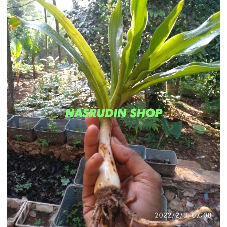 

[Fresh] BIBIT BAKUNG 2 POHON / BIBIT DAUN BAKUNG BUNGA PUTIH