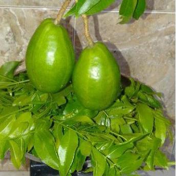 

⇥ Daun kedondong muda 200 grm fresh di petik jika ada pesanan