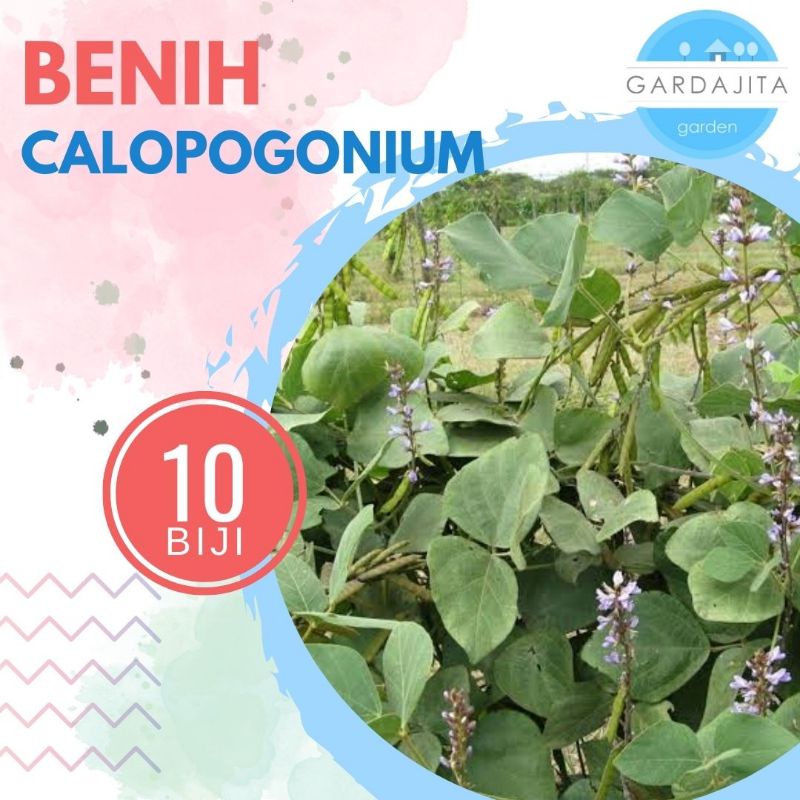 Benih CALOPOGONIUM [isi-10] Caeruleum CC Biji Bibit Sayur Kacang