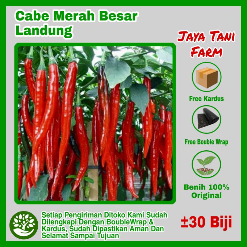 30 Biji Benih Cabe Merah Besar Landung F1 / Benih Sayuran / Bibit Sayuran / Cabe Merah Landung / Bib