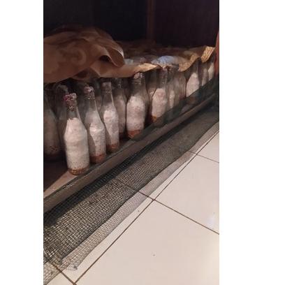 bibit jamur tiram f1