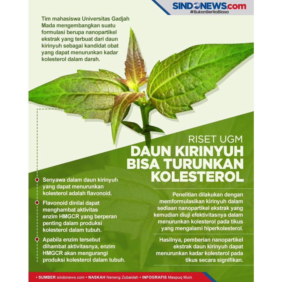 

herbal daun kirinyuh segar (Chromolaena odorata L.) 1 kg