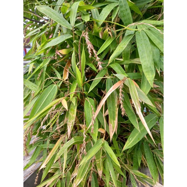 BUNGA BAMBU KUNING / KEMBANG PRING KUNING