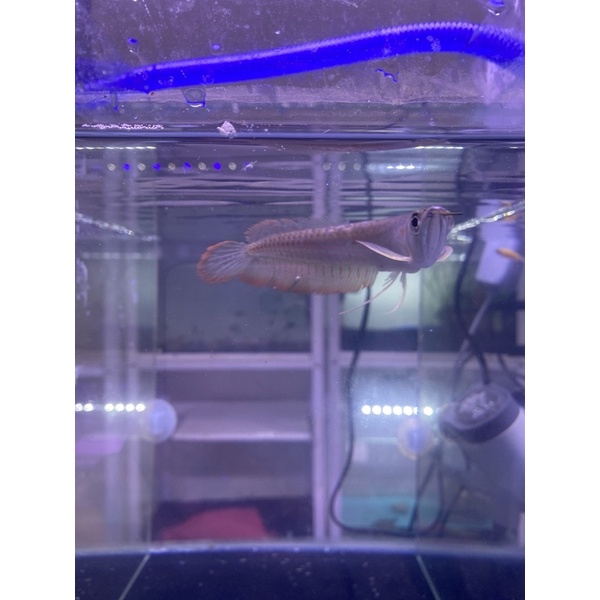 ARWANA SILVER IKAN PREDATOR AROWANA