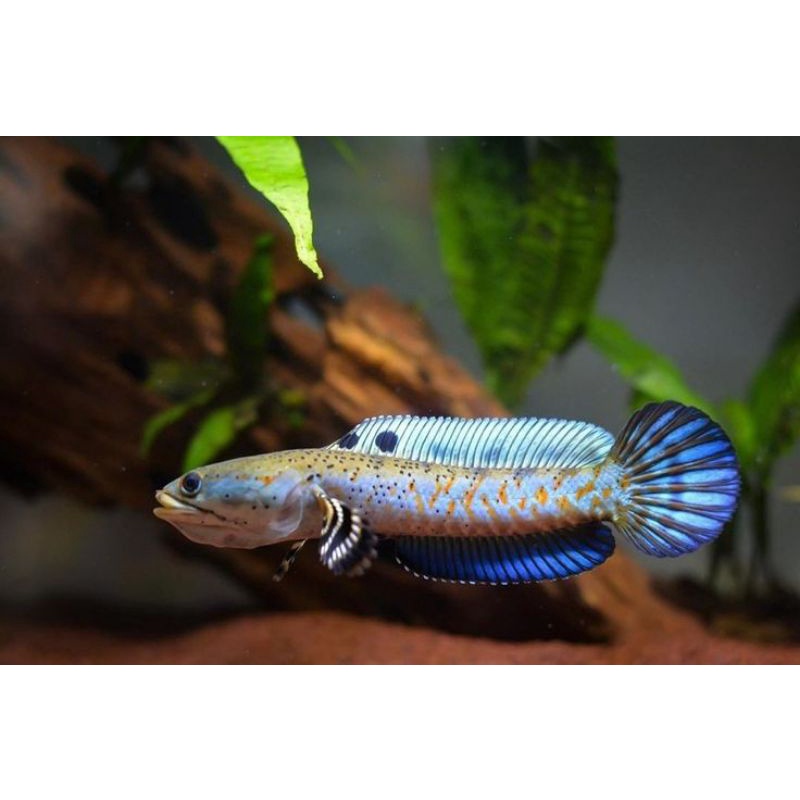 CHANA BLUE PULCHRA 5-6CM SIGLE TANK PROGES FIGTER