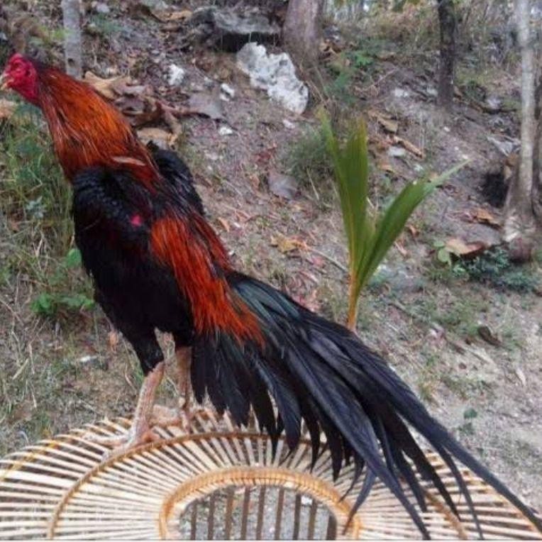 

Kode[M51N]♥☞| telur vertil ayam bangkok ekor lidi premium