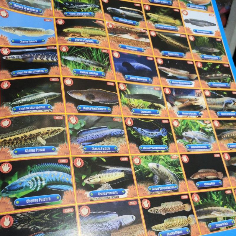 Gambaran Poster Motif ikan Chana 30 Lembar/ Kg