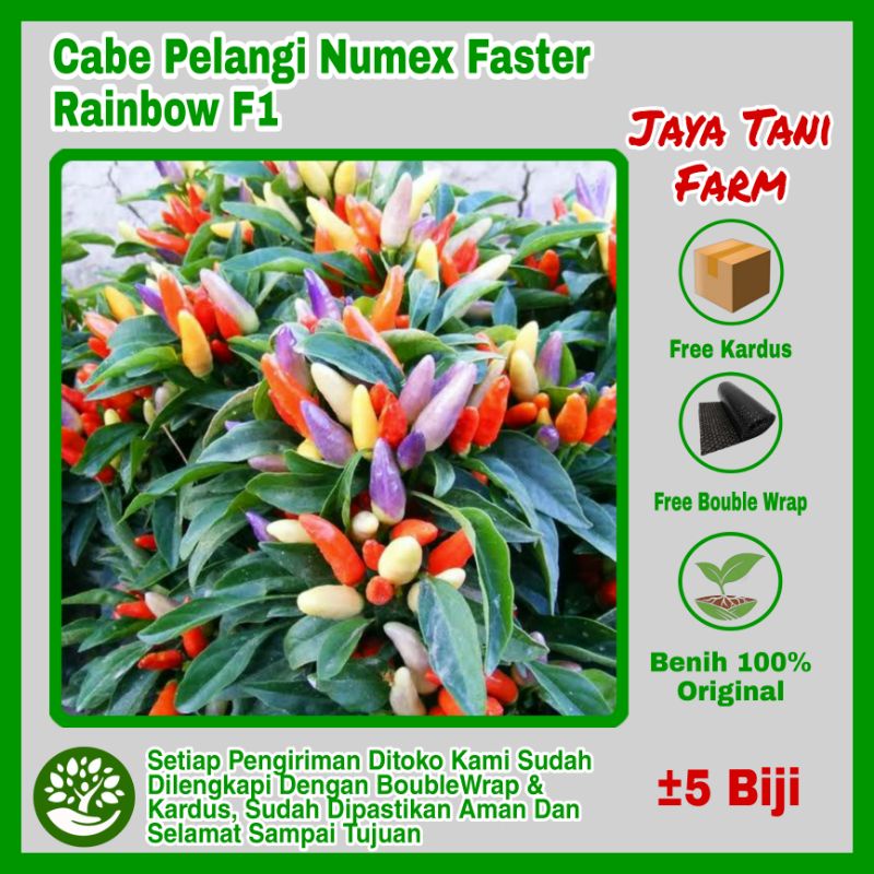 5 Biji Benih Cabe Pelangi Numex Easter Rainbow/Benih Sayuran / Bibit Sayuran / Biji Sayuran / Benih 