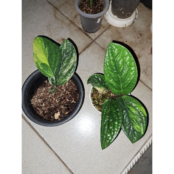 Tanaman sirih badak variegata carstenianum variegata