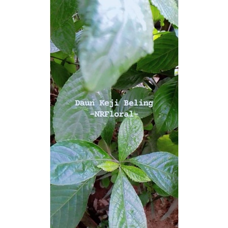 

Daun herbal Keji Beling/Pecah Beling Segarrrr petik dadakan sesuai pesanan 100 gram