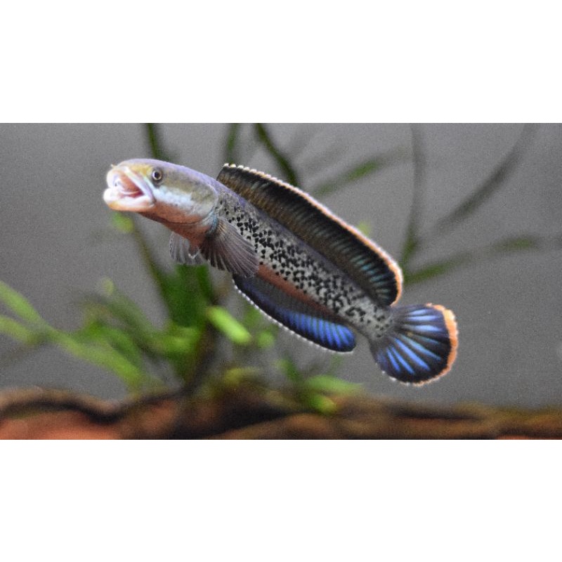 

Full Dot Stewartii Grade A+ (Foto Cover Contoh Yg Sudah Dewasa)