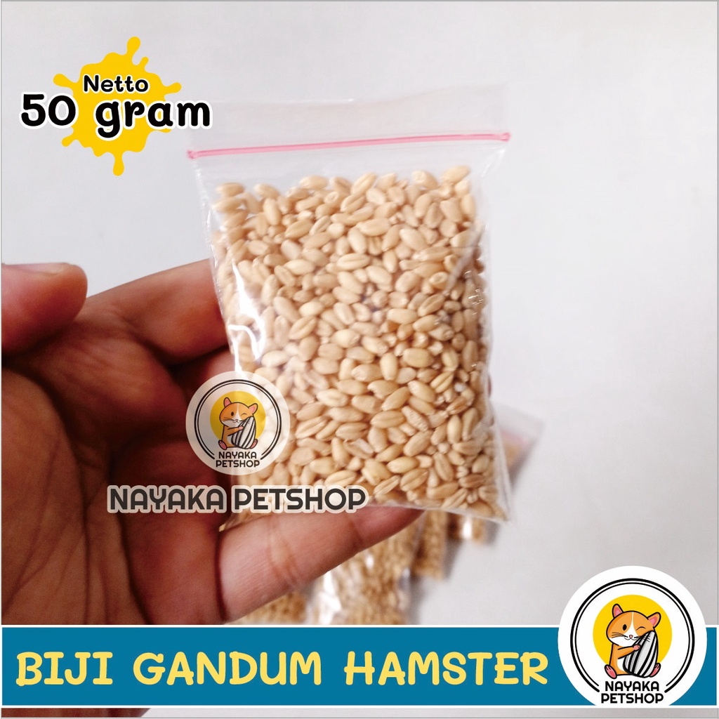 Snack Hamster Biji Gandum 50 gr Wheat Grass Cemilan Ekstra Food Hewan Pakan Camilan Makanan Wheatgrass