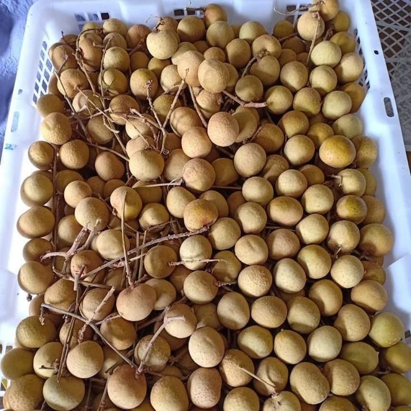 

Kelengkeng Tebal Manis 1 Keranjang ( 10-11Kg )