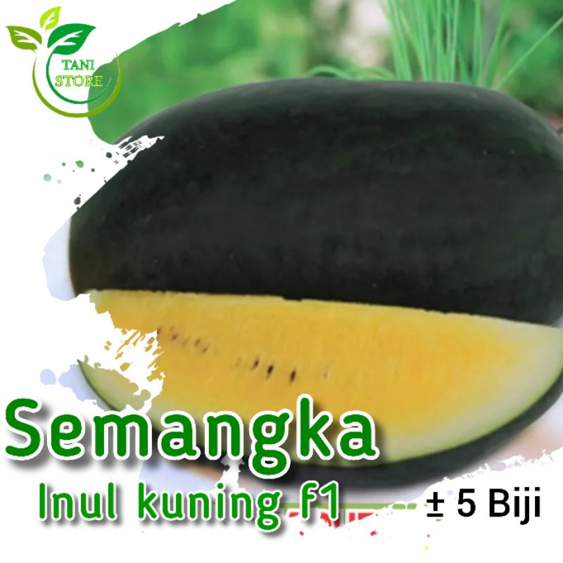 ±5 Biji benih semangka inul kuning f1 hibrida_bibit semangka