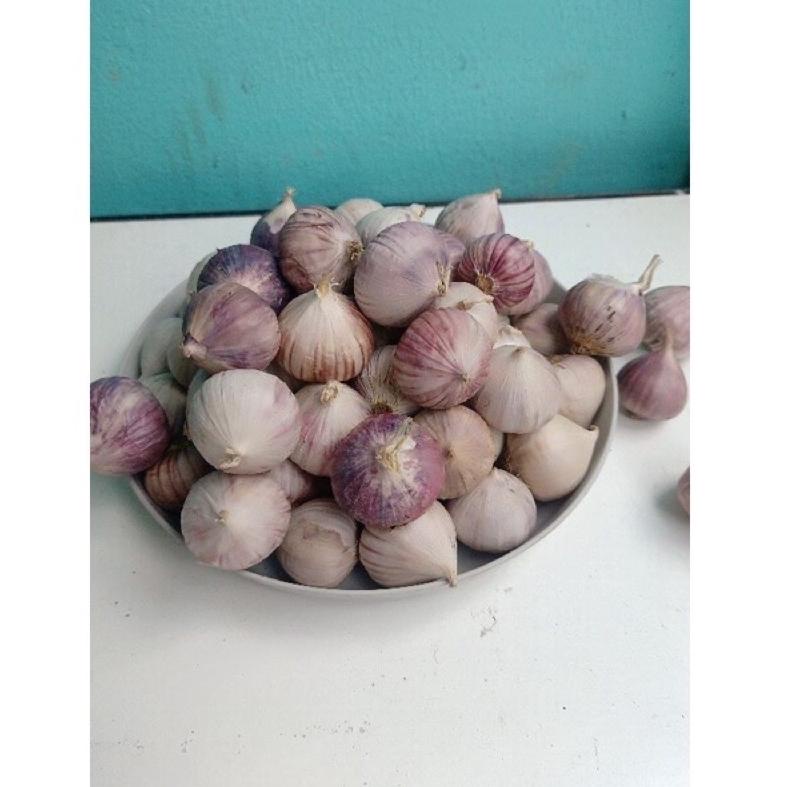 

↑Best✦↑ Bawang Putih Tunggal Lanang 1 KG Kilogram Import Jumbo Besar Dan Sedang Fresh!!! 87 ≛