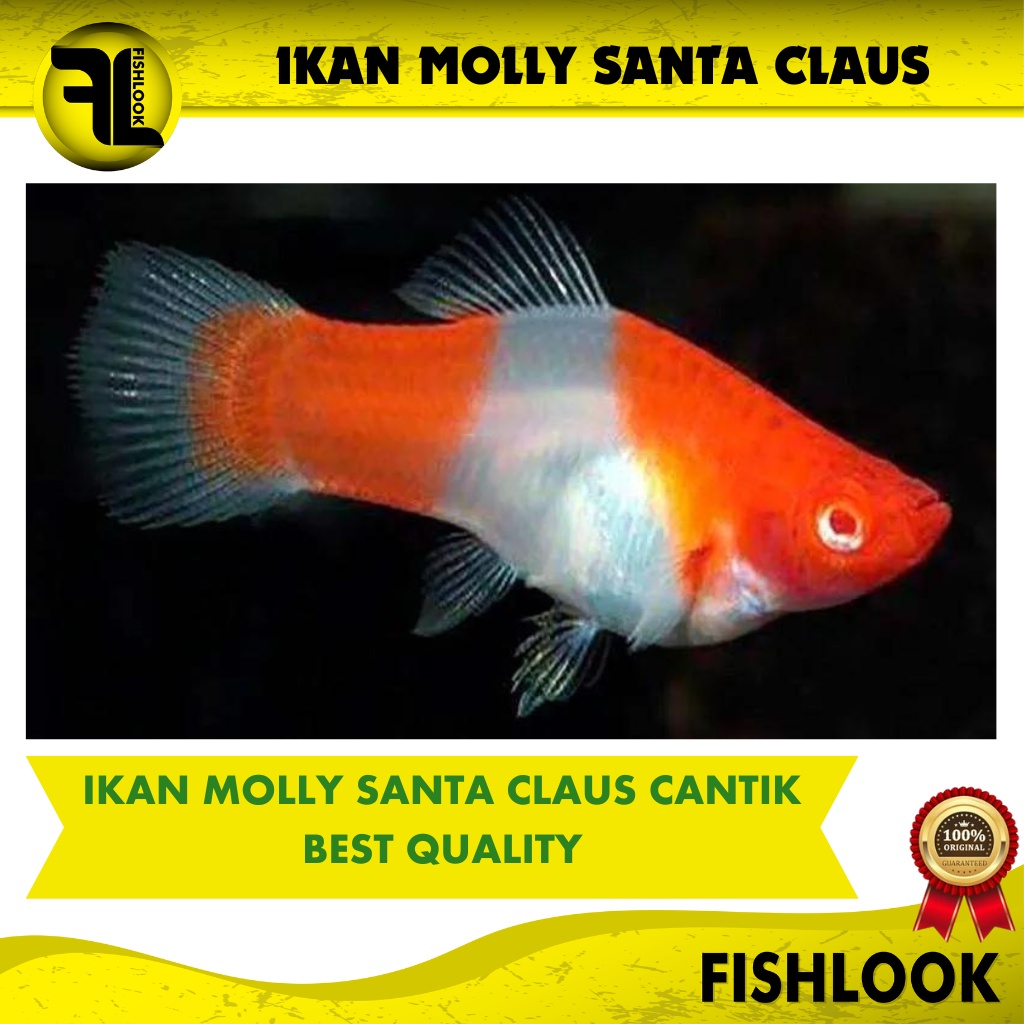 ikan hias aquascape moly santa claus