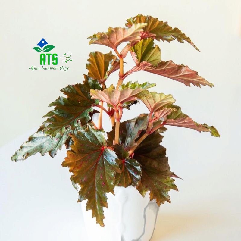 tanaman hias begonia seratipettala - begonia rex walet hijau pink