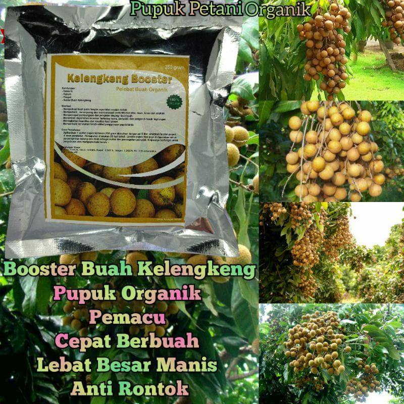 Pupuk Organik Pelebat Buah Dan Booster Kelengkeng Cepat Berbuah Lebat