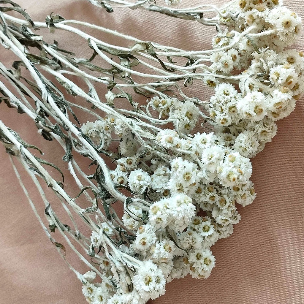 Dried Premium Edelweiss Bunga Kering Import Asli Hias Dekorasi Pajangan