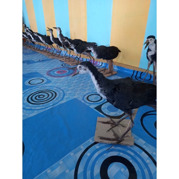 pemikat ruak ruak/mumi ruak ruak