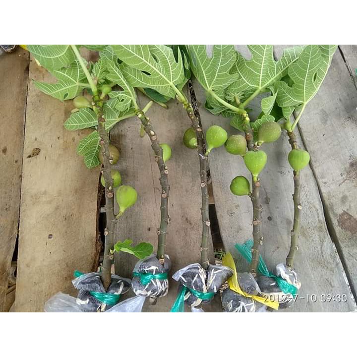 ID FRESH CANGKOK BIBIT BUAH TIN BERBUAH SEGAR BERBAGAI VARIAN