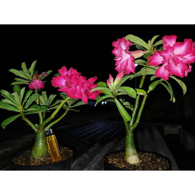 ADENIUM ORI BUNGA TUMPUK 100%