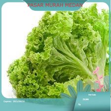 

Selada Segar 250gr Medan | PASAR MURAH MEDAN