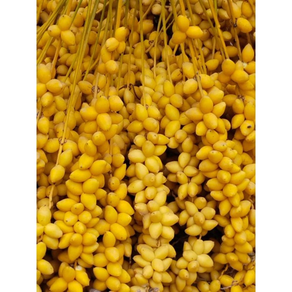

PO 14 November 500gr KURMA MUDA BARHEE kuning MEDAN Promil free zuriat belah, tespek dan rempah detox