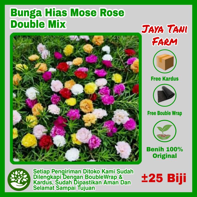 25 Biji Benih Bunga Hias Mose Rose Double Mix / Bibit Tanaman / Biji Bunga Mose Rose / Benih Bunga H