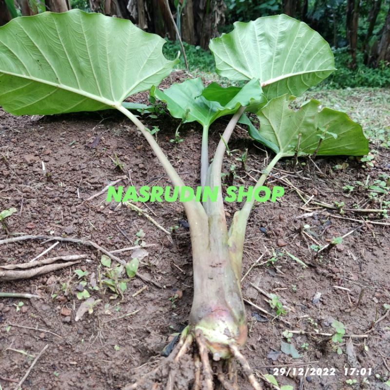 

[Fresh] TANAMAN HIAS SENTE BATANG MERAH-UNGU