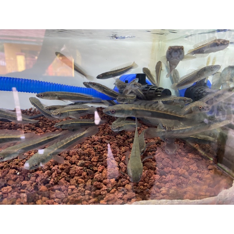 Maru Yellow Sentarum