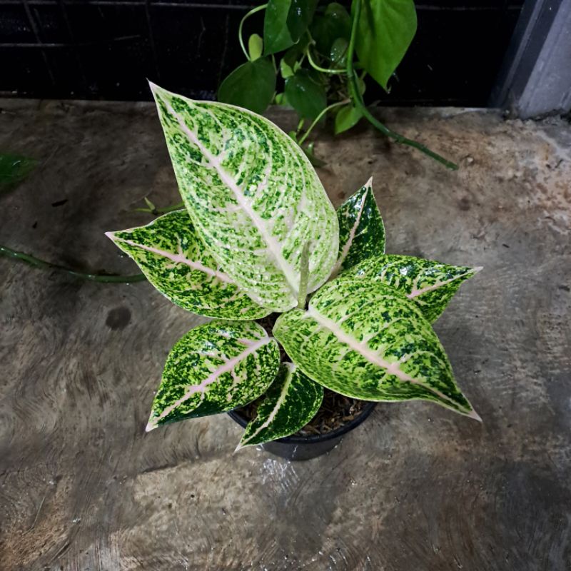 aglaonema mutiara