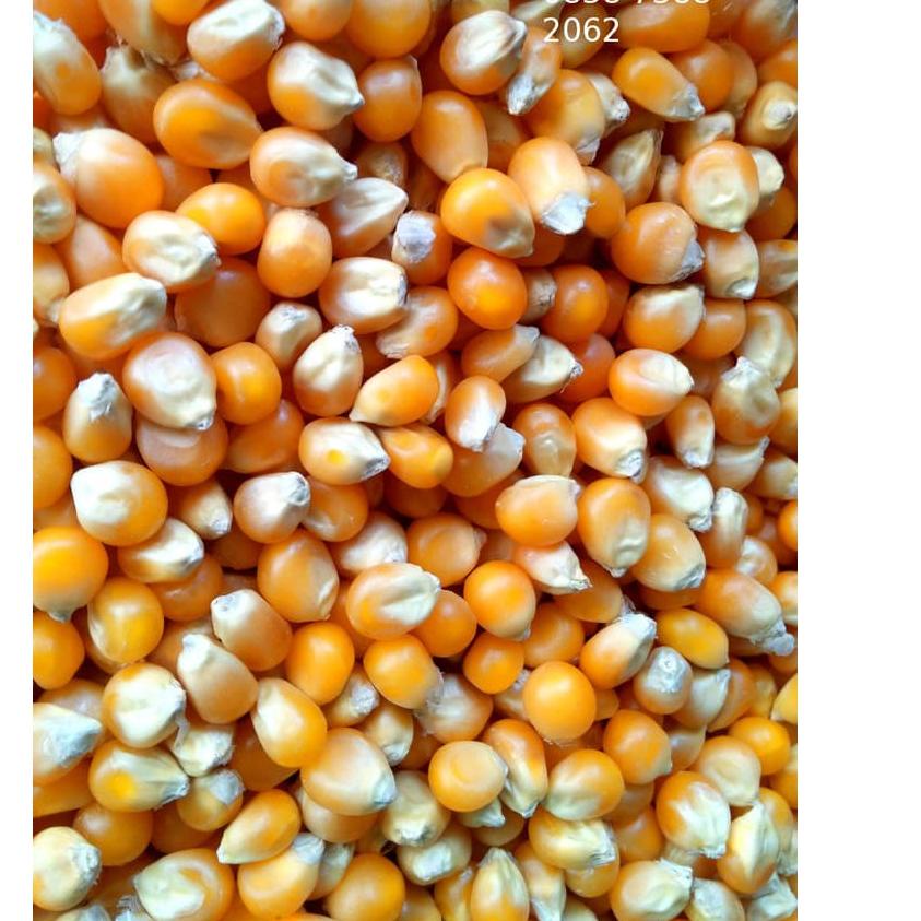 

FREE ONGKIR!Popcorn USA 1 Kg Biji Jagung Popcorn Kiloan Butterfly Premium|SQ8