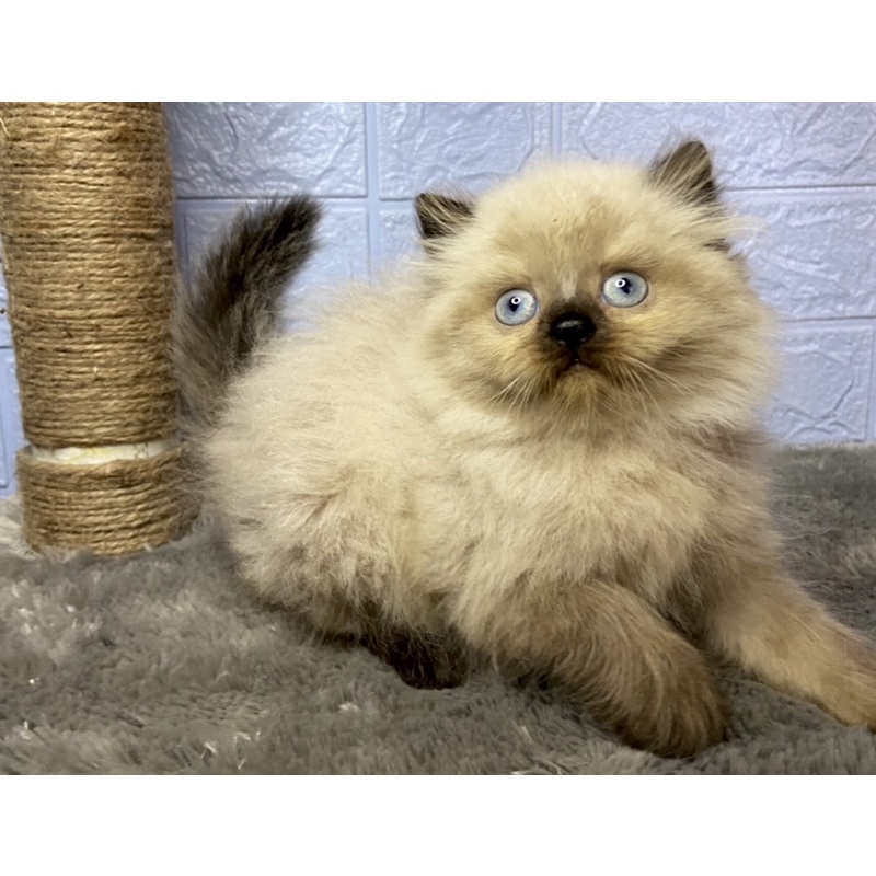 KUCING KITTEN HIMALAYA SEAL POINT FLATNOSE JANTAN