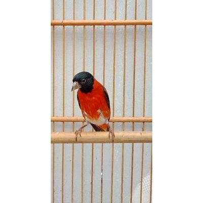 Red Siskin klasik gacor buat masteran dan breeding