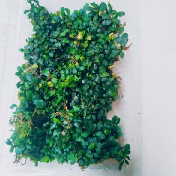 Promo  bucephalandra mini  micro silver porsi mika